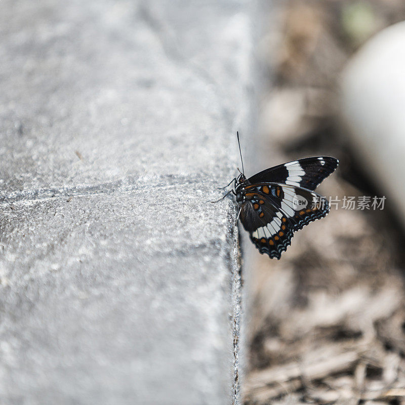 红斑紫蝶(Limenitis arthemis astyanax)